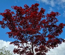 Acer palmatum bloodgood kroon