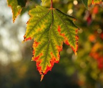Acer rubrum 'Red Sunset'