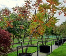 Rhus Typhina