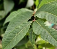 Toona sinensis 'Red Flamingo' - Toona  'Red Flamingo' - 1