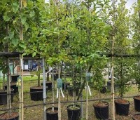 Nyssa sylvatica - Zwarte tulepoboom - hoogstam in pot