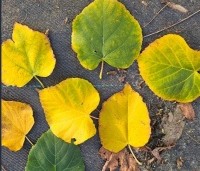 Tilia cordata - Winterlinde - 1