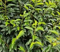 Prunus lusitanica 'Angustifolia' - Portugese laurier - 2