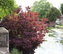 Cotinus Royal Purple