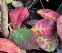 Euonymus alatus herfstkleuren