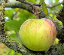 Malus domestica 'Notarisappel'