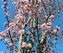 Prunus sargentii ‘Rancho’ met smalle kroon