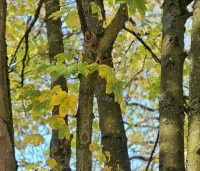 Acer platanoides - Noorse Esdoorn - 10