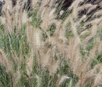 Pennisetum alopecuroides 'Hameln' - Lampenpoetsersgras 'Hameln' - 2