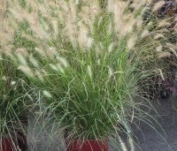 Pennisetum alopecuroides 'Hameln' - Lampenpoetsersgras 'Hameln' - 1