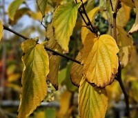 Corylopsis spicata - Schijnhazelaar spicata - herfstkleuren groengeel bruin