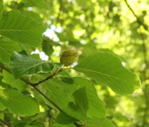 blad en vrucht Fagus sylvatica 