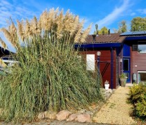 Cortaderia