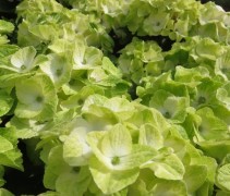 Hortensia 'Magical Noblesse' verkleurt in de loop van het seizoen