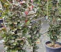 Fagus sylvatica 'Dawyck Purple' - Paarse Beuk - 4