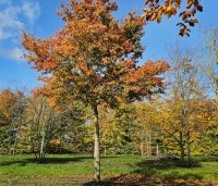 Acer palmatum - Japanse Esdoorn - 5