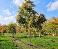 Acer palmatum - Japanse Esdoorn - 2