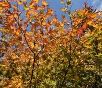 Acer palmatum - Japanse Esdoorn - 4