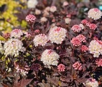 Physocarpus opulifolius 'Tiny Wine' - Blaasspiraea 'Tiny Wine' - 2