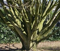 Carpinus betulus 'Fastigiata' - Haagbeuk 'Fastigiata' - 1