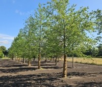 Fagus sylvatica - Groene beuk - 1