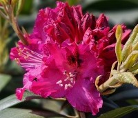 Rhododendron 'Marie Forte' - Rododendron 'Marie Forte' - 1