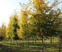 Carpinus betulus ofwel haagbeuk hoogstam
