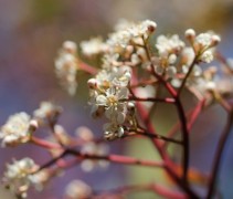 Photinia fraseri 'Red Robin'