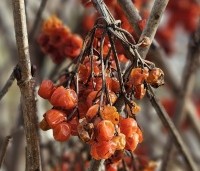 Viburnum opulus - Gelderse Roos - 1