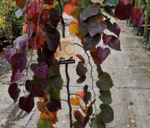 Cercis canadensis 'Ruby Fall's