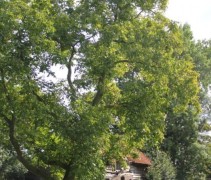 Juglans regia 