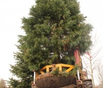 Sequoiadendron giganteum
