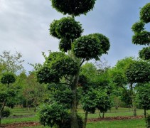 carpinus betulus bonsai