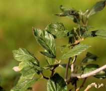 Crataegus x Lavallei