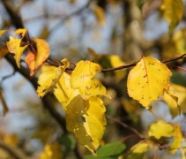 Malus Rudolph herfstblad