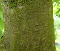 stam Fraxinus excelsior 'Jaspidea'