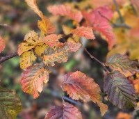 Carpinus bet. 'Rockhampton Red' - Haagbeuk 'Rockhampton Red' - 3