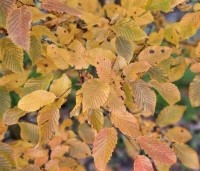 Carpinus bet. 'Rockhampton Red' - Haagbeuk 'Rockhampton Red' - 2