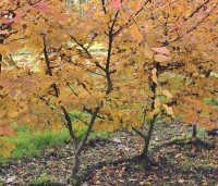 Carpinus bet. 'Rockhampton Red' - Haagbeuk 'Rockhampton Red' - 5