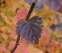 Carpinus bet. 'Rockhampton Red' - Haagbeuk 'Rockhampton Red' - 4