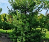 Pinus strobus - Weymouthden - 1