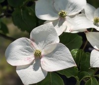 cornus kousa var chinensis - cornus kousa var chinensis - 1