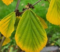 Hamamelis x intermedia 'Westerstede'  - Toverhazelaar 'Westerstede' - herfst