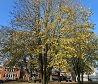 Acer platanoides - Noorse Esdoorn - herfstblad