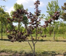 Hazelnoot 'Rote Zellernote' solitair
