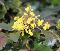 Mahonia Apollo