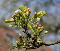 Pyrus calleryana 'Chanticleer' - Sierpeer - 1