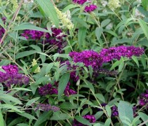 Buddleja davidii 'Royal Red' met bloemen