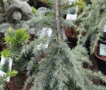 Cedrus deodara Feelin Blue