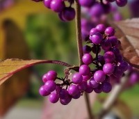 Callicarpa bodinieri 'Profusion' - Schoonvrucht - 2